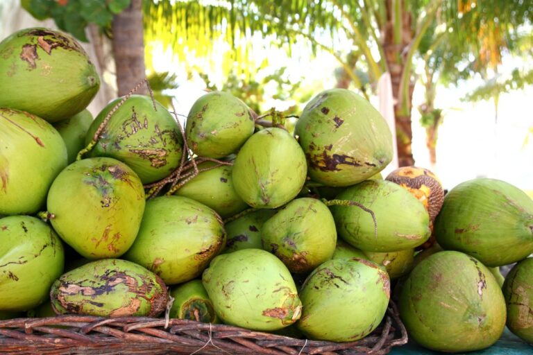Política de incentivo à produção de coco no Brasil é aprovada pelo Senado