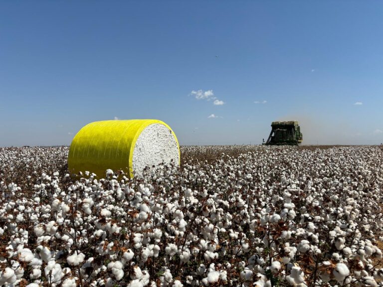Comercialização do algodão em Mato Grosso tem pior ritmo em 10 anos
