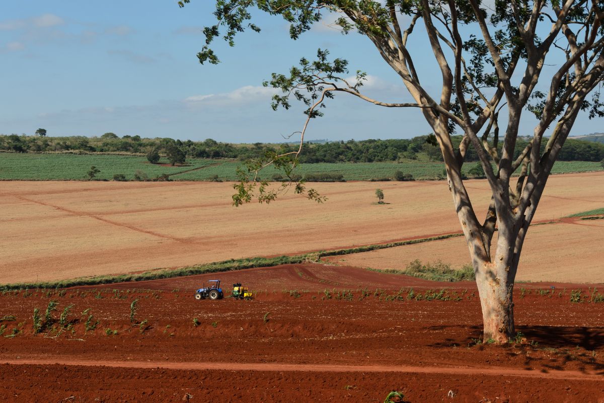 Plantação de açúcar no interior de São Paulo. Foto: Adobe Stock
