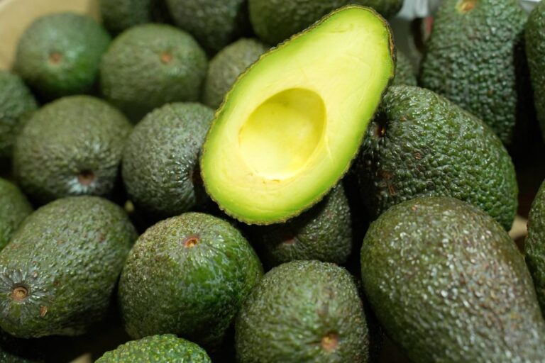 Costa Rica abre mercado para exportação de abacate do Brasil