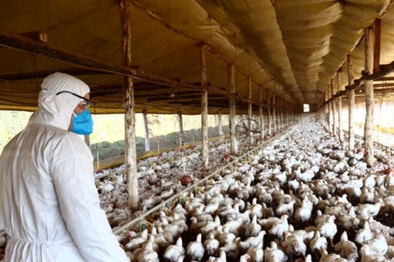 Newcastle: Ministério da Agricultura declara fim de emergência zoossanitária no Rio Grande do Sul