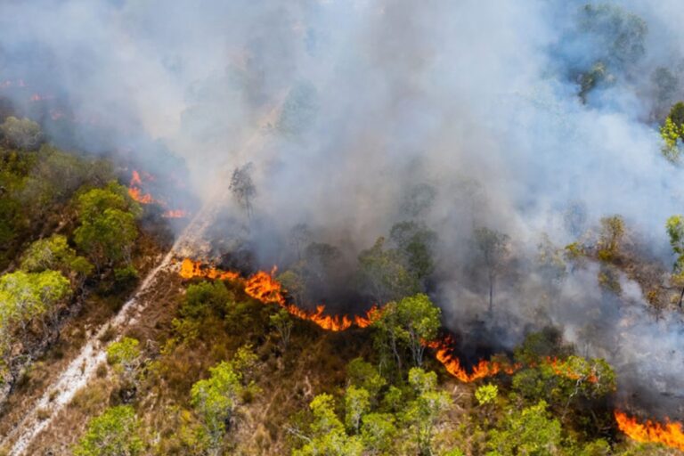 FAEP alerta para aumento de incêndios florestais, que já passam de 9 mil