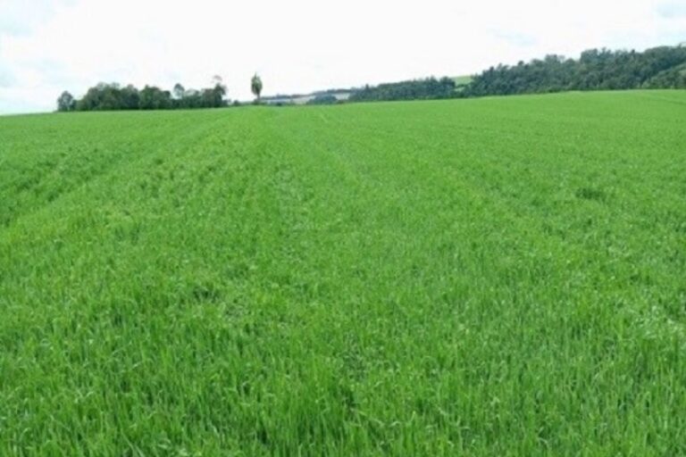 Falta de chuva afeta áreas de trigo no Paraná e preocupa produtores em Mato Grosso do Sul