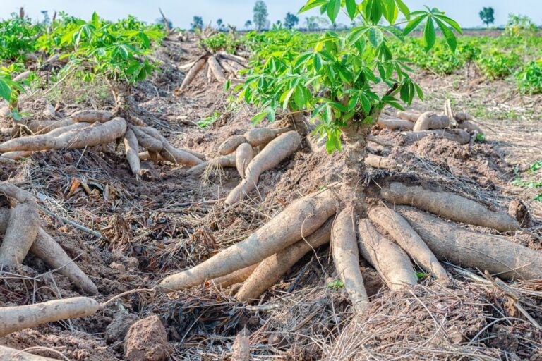 Vassoura de bruxa na mandioca: Agricultura declara emergência fitossanitária no Amapá e Pará