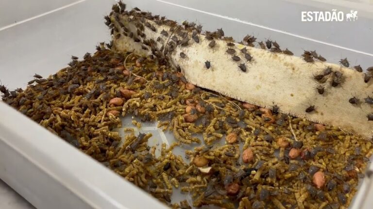  Conheça a fábrica de insetos que ajuda no cultivo da soja