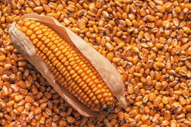 Conab diz que colheita de milho safrinha alcança 10,3% da área plantada