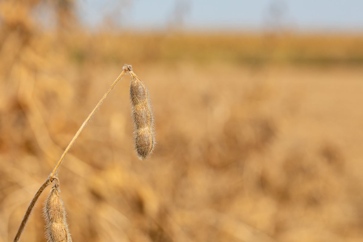 Foto: Adobe Stock