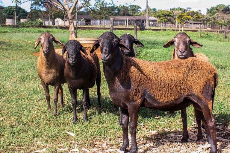 Estudo aponta que determinadas proteínas podem ajudar no combate a verminoses em ovinos