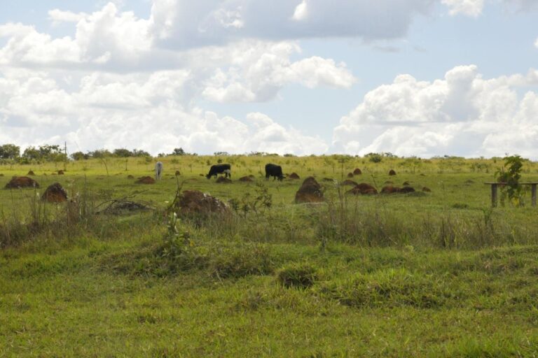 Recuperação de pastagens degradadas e o aumento da produção agrícola 