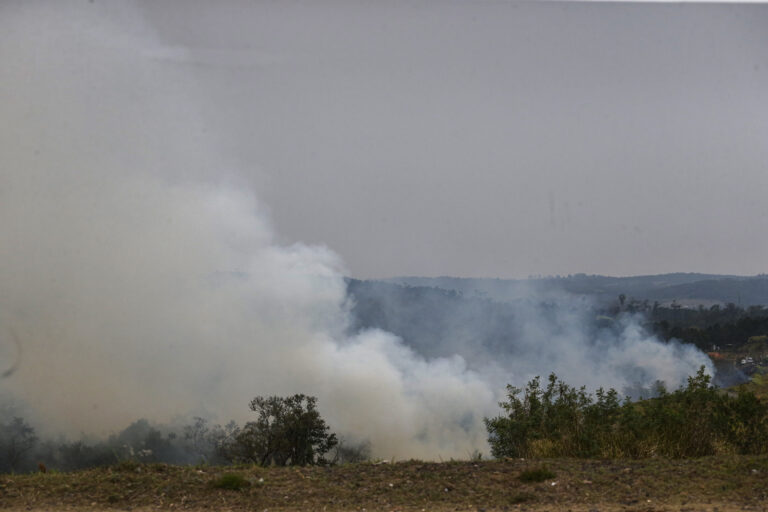 Pecuária paulista perde 2,3 mil animais em incêndios, calcula ONG