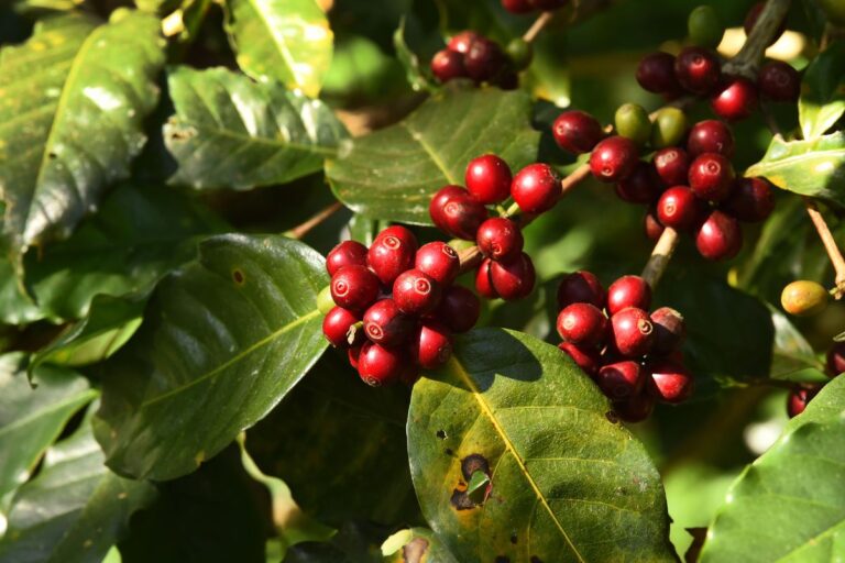 USDA: produção global de café deve subir 2,47%, mas estoque continua apertado
