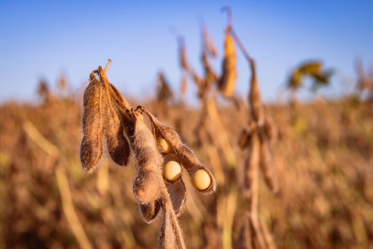 Produção de soja no Brasil em 2024/25 deve crescer 12%, calcula Datagro