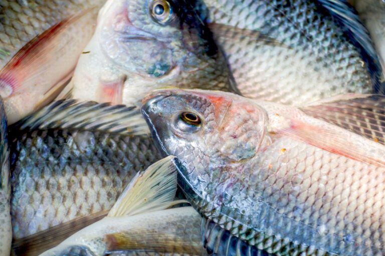 Máquina de vacinar peixes imuniza 8,5 mil tilápias por hora 