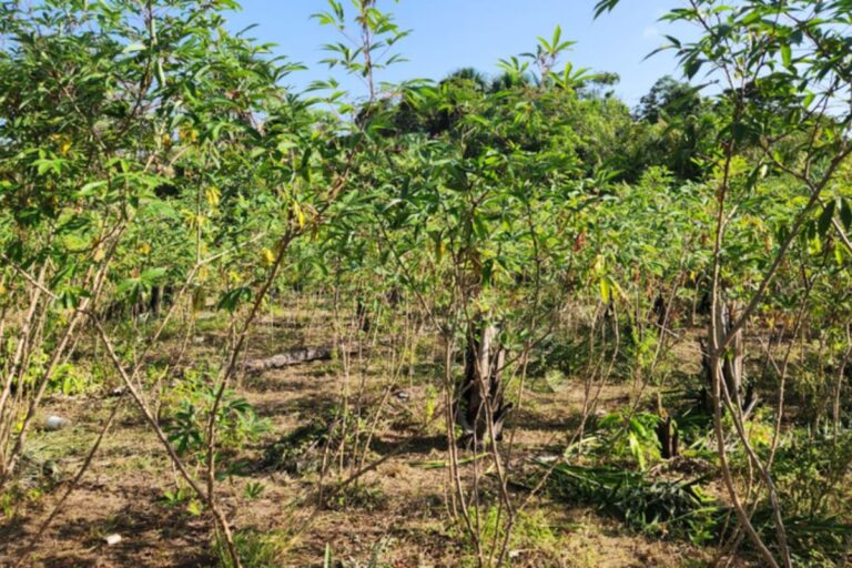 “Vassoura de bruxa” da mandioca é detectada pela primeira vez no Brasil