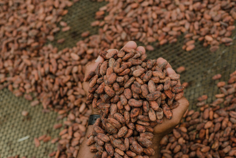 Cacau+: programa eleva produtividade e renda de pequenos agricultores no sul da Bahia