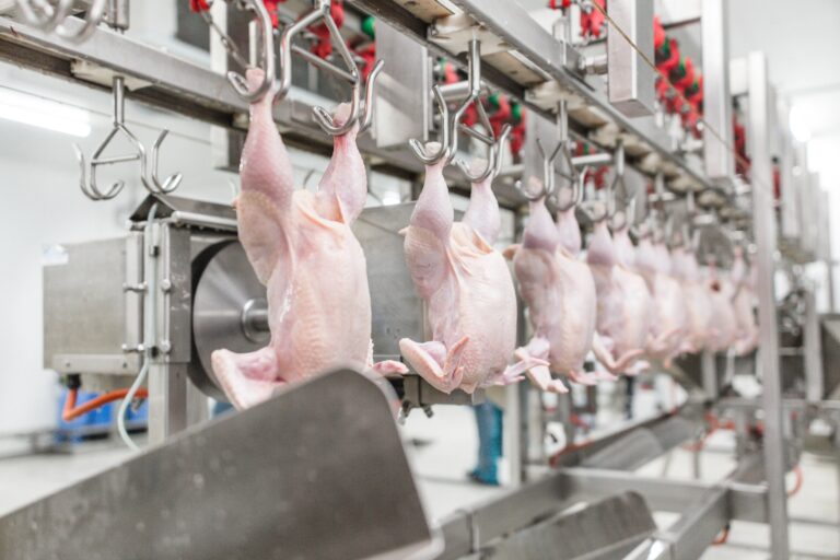 Excesso de oferta derruba preço do frango no mercado interno