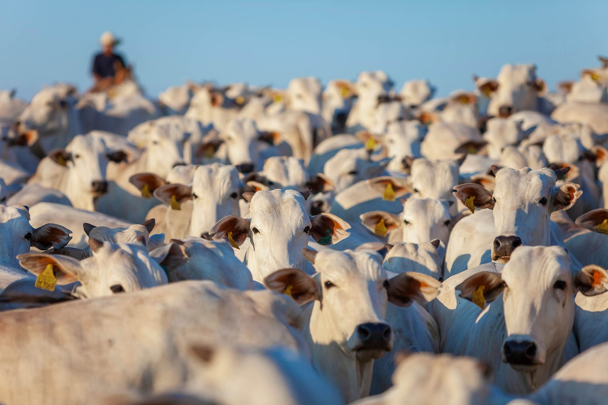 Foto: Adobe Stock