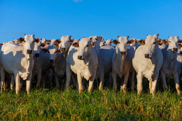 IBGE: cresce o abate de bovino, suíno e frango no 2º tri