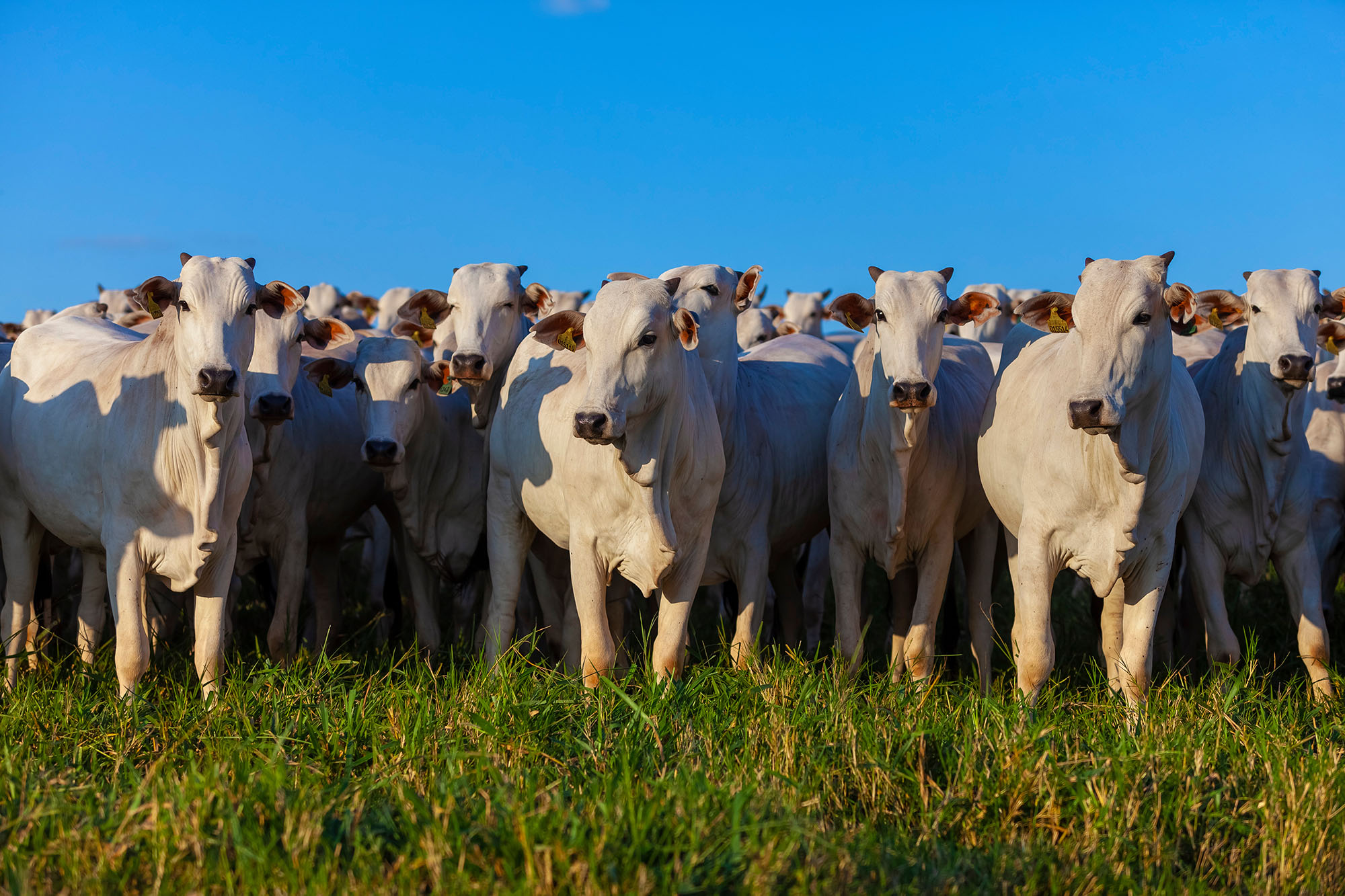 Foto: Adobe Stock
