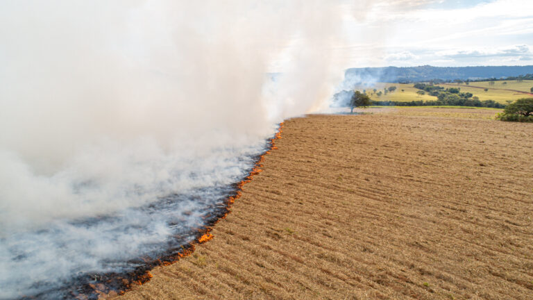 Altas temperaturas e incêndios: como o mercado tem reagido?
