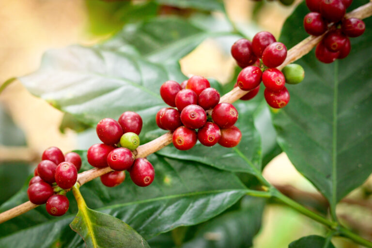 Café: preços do robusta superam arábica pela 1ª vez em 7 anos