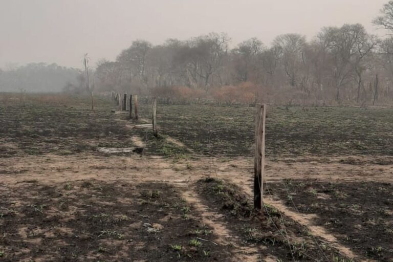 SuperAção Pantanal: produtores de MS receberão ajuda após incêndios