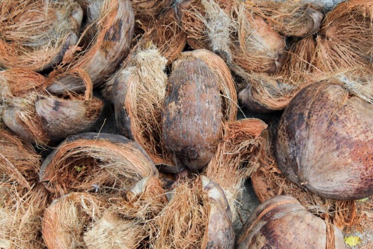 Canadá libera importação de feno e fibra de coco do Brasil