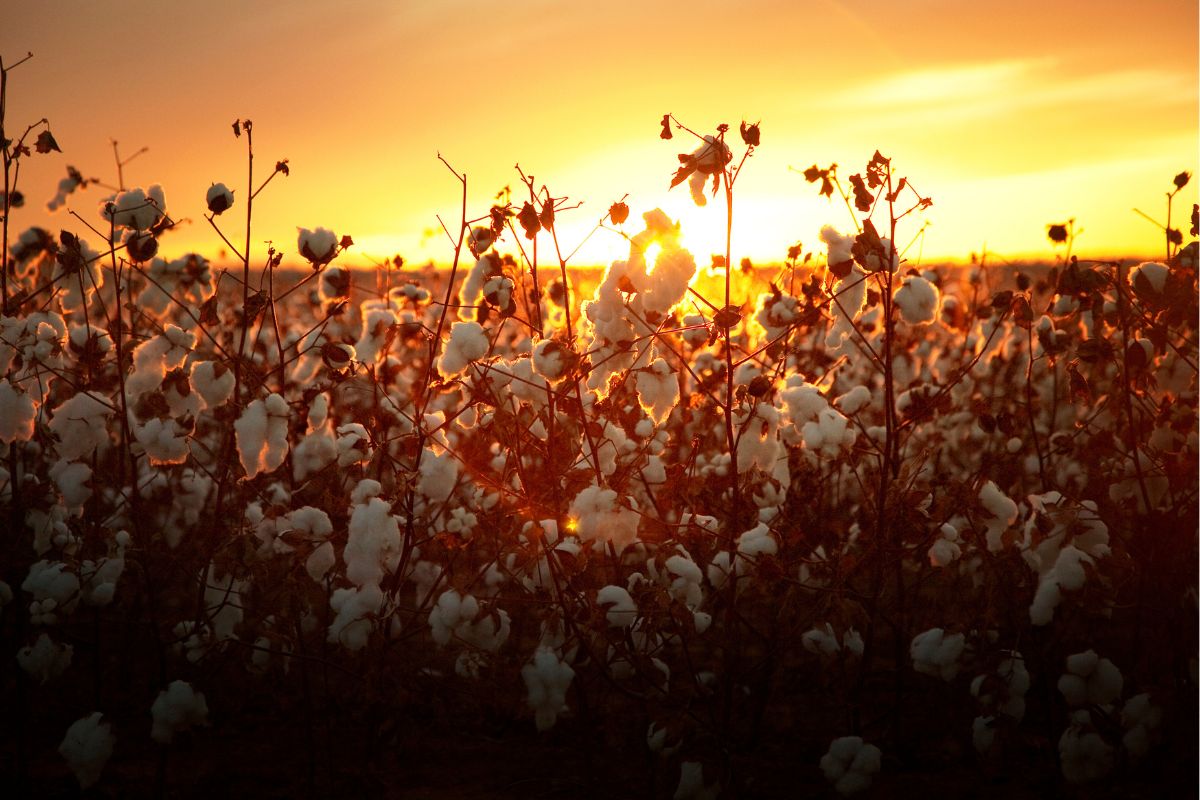 Foto: Adobe Stock