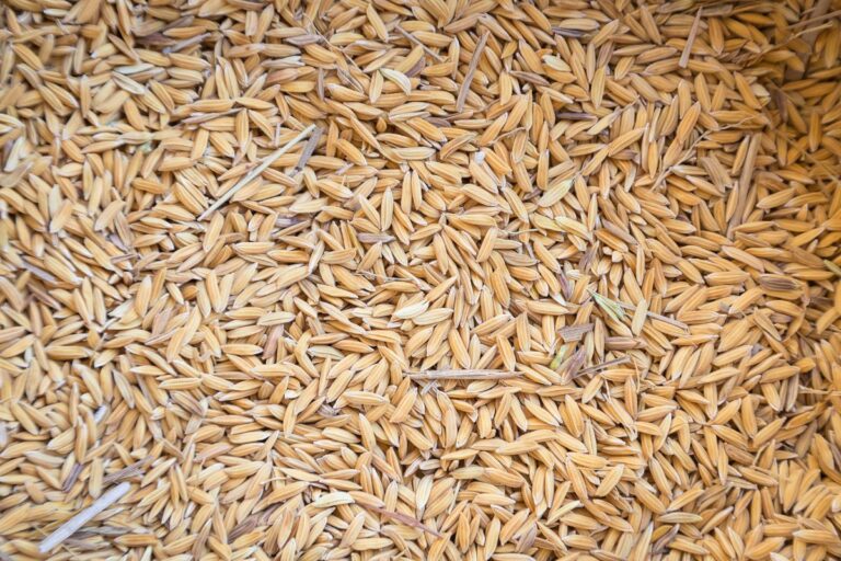 Arroz abre setembro com cotações sustentadas, porém, estagnadas