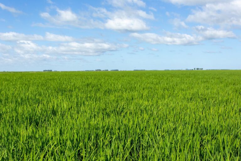 Semeadura da safra 2024/25 de arroz no RS alcança 0,83% da área, diz Irga