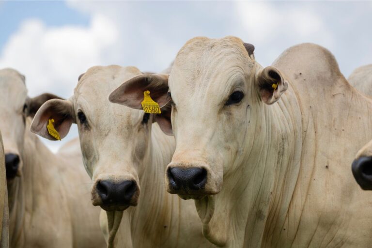 Pecuaristas paulistas aguardam fundo indenizatório