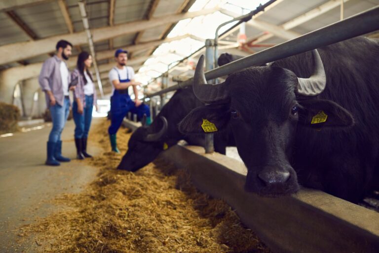 Descubra os benefícios do leite de búfala: nutrição, versatilidade e potencial de mercado