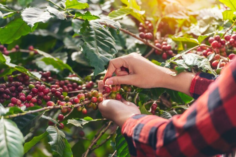 Preços do café robusta sobem mais de 100% neste ano