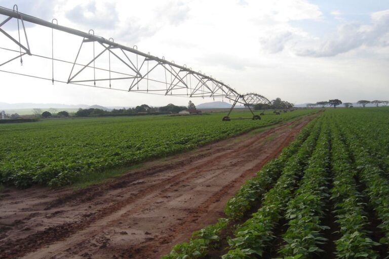 SP ganha Câmara Temática de Irrigação Sustentável