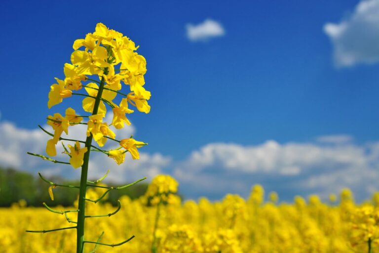 Canola: publicado zoneamento agrícola no Rio Grande do Sul