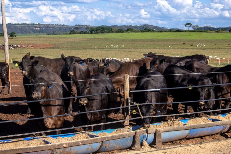 Pesquisa indica tendências para pecuaristas de confinamento de gado