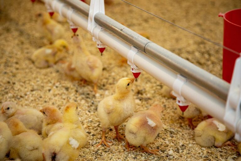 Embrapa: custo de produção de frangos cai 1,73% em julho e de suínos avança 0,94%