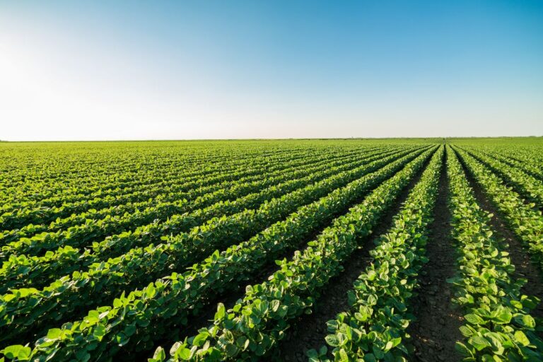 Custo de produção de soja em MT cai 2,17% na safra 2024/25, mostra Imea