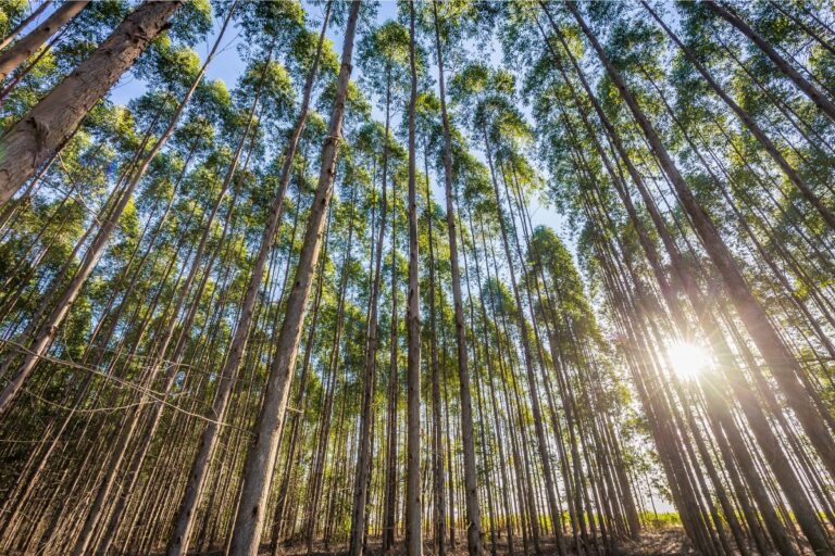 Pesquisa lista mais de mil bactérias com potencial de uso como bioinsumos no setor florestal
