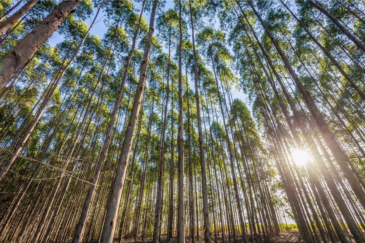 Foto: Adobe Stock