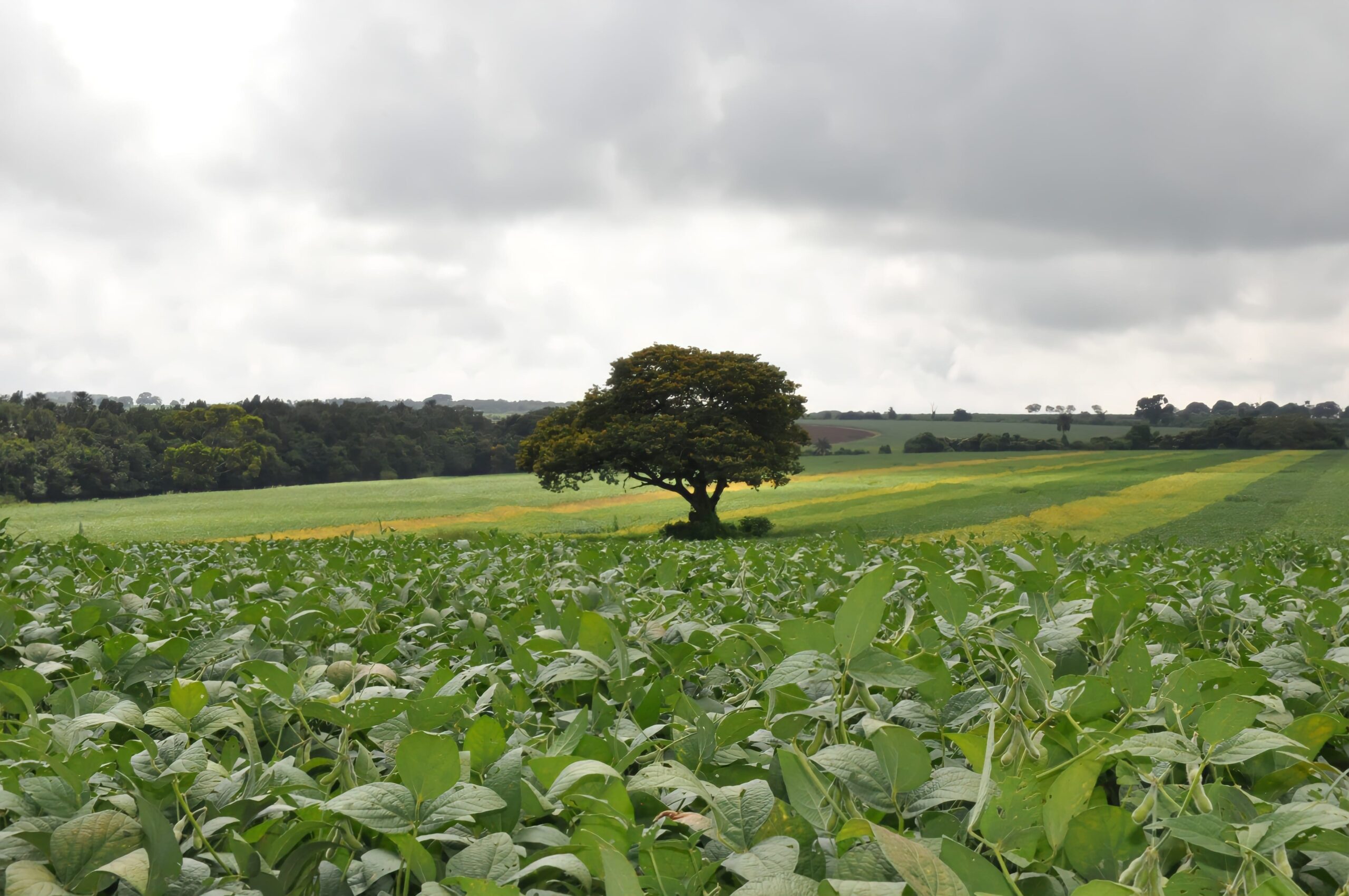 Prefeito Amigo do Agro ganha adesões pelo país