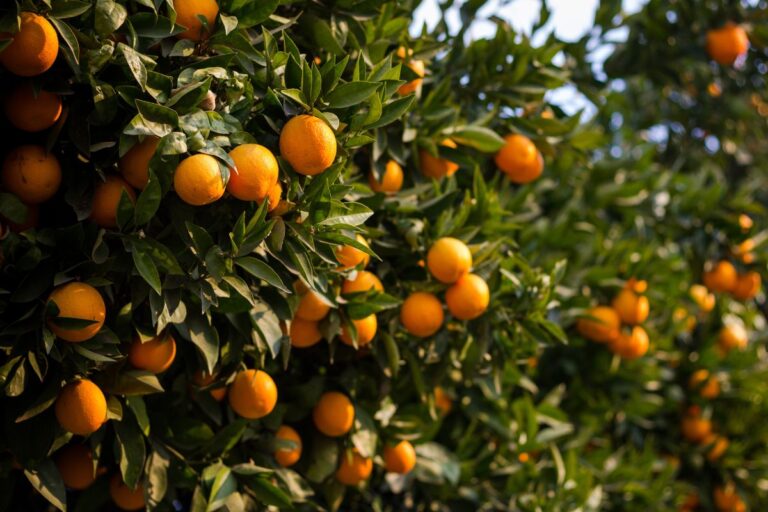 Fundecitrus reduz estimativa de produção de laranja o cinturão de SP e MG