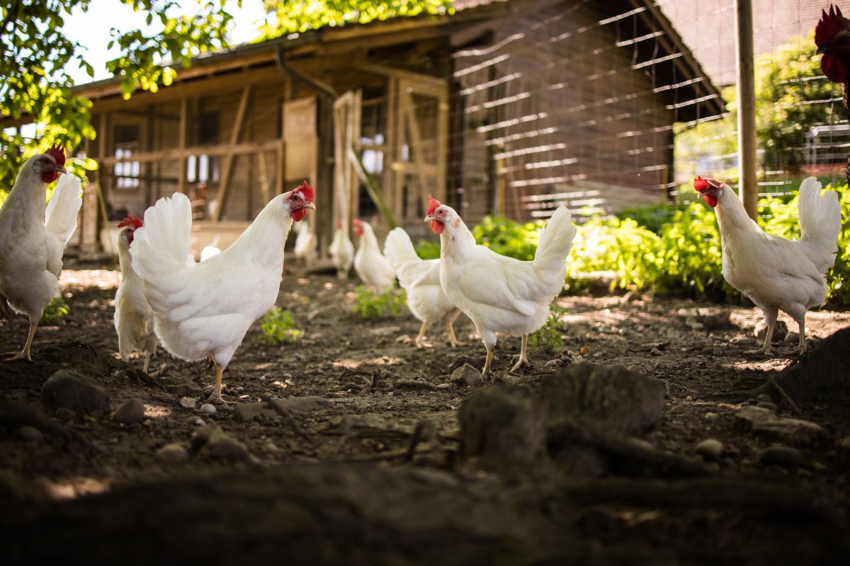 Foto: Adobe Stock
