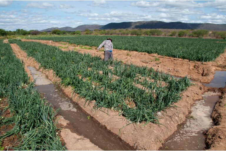 Inteligência artificial ajudará produtor a melhorar manejo da irrigação