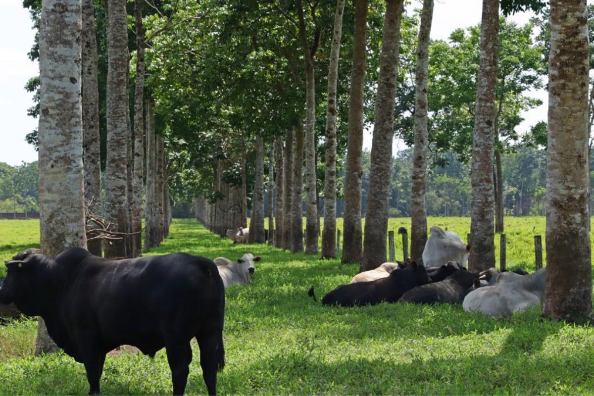 Foto: Fazenda Madressilva/Arquivo