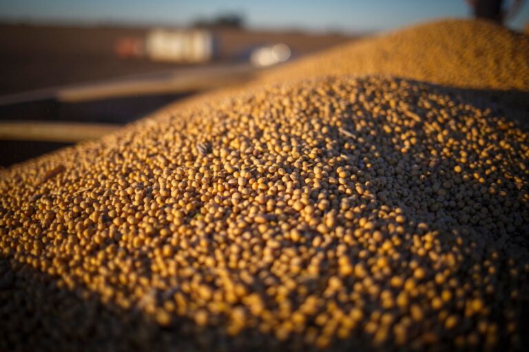 Conab: produção de soja em 2024/25 deve crescer 12,82% para 166,28 milhões de t