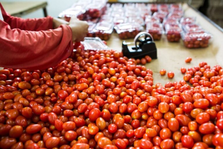 Tomate: produção deve crescer 36,6% em Goiás