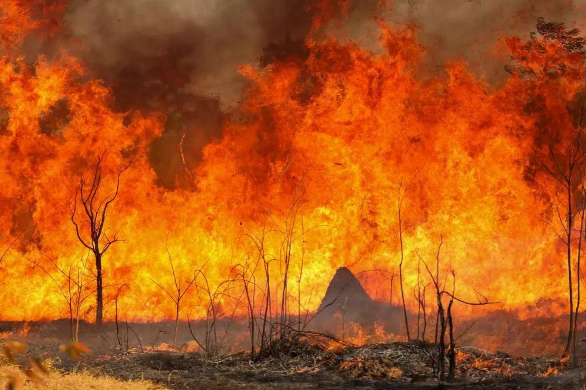 Parque Nacional de Brasília em chamas. Foto: Fabio Rodrigues-Pozzebom/Agência Brasil
