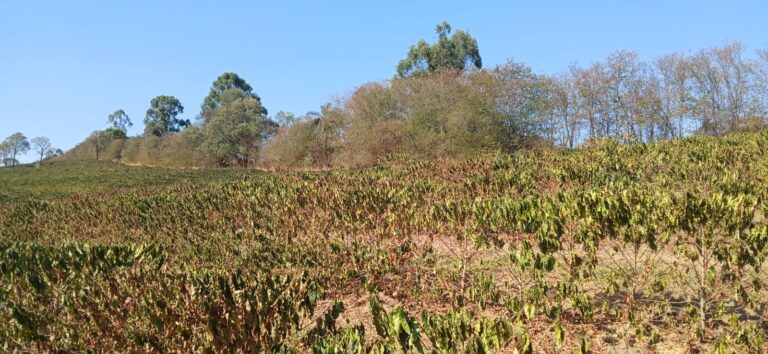 Safra 2024 de café em Minas Gerais deve ter queda de 23%