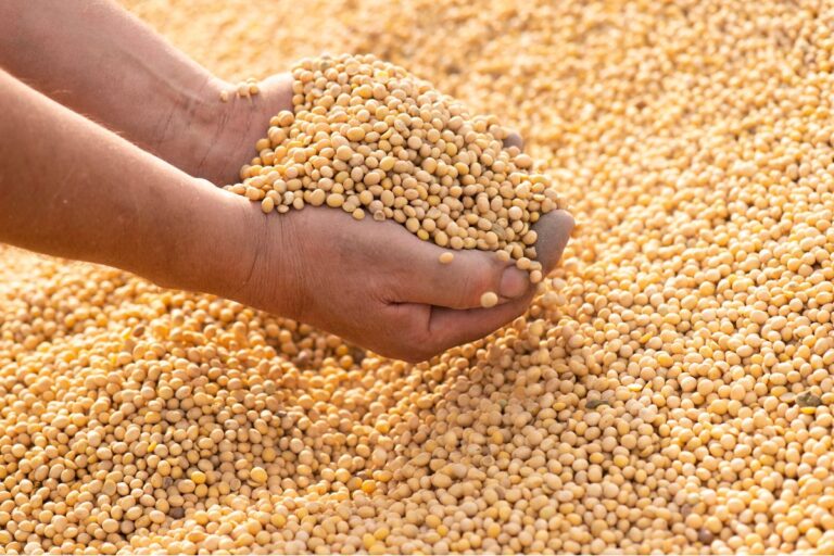 Soja: cotações internas estão pressionadas, indica Cepea
